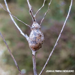 Timaspis phoenixopodos