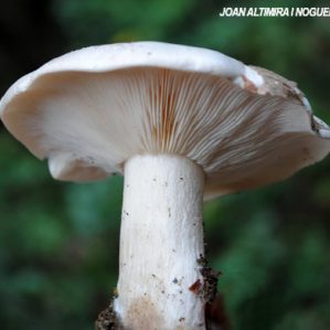 Tricholoma album