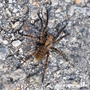 Trochosa terricola