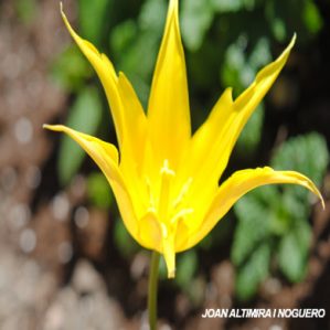Tulipa west point. (Orn)