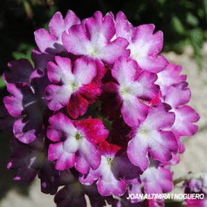 Verbena flagdena. (Orn)
