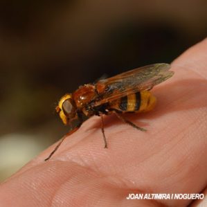 Volucella inanis