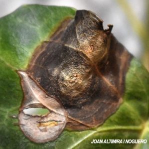 Xanthomonas campestris