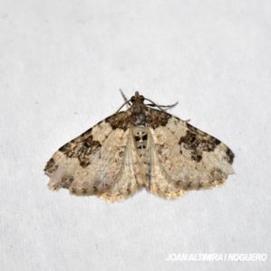 Xanthorhoe fluctuata