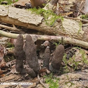 Xylaria polymorpha
