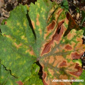 Xylella fastidiosa