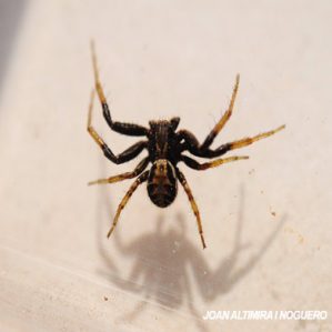 xysticus audax