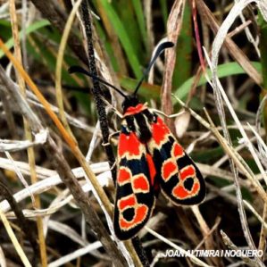 Zygaena fausta