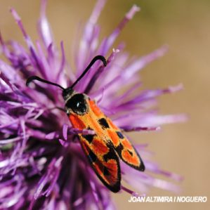 Zygaena ignifera