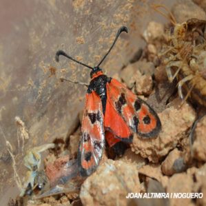 Zygaena hilaris