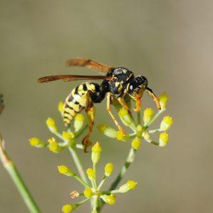 Vespula vulgaris