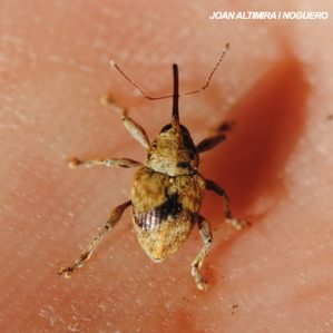 Anthonomus rectirostris