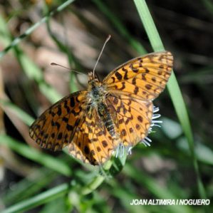 Boloria dia