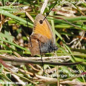 Coenonympha pamphilus
