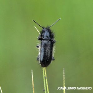 Enicopus ibericus
