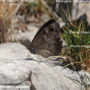 Hipparchia statilinus