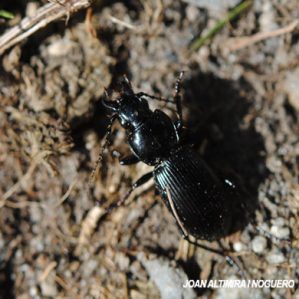 Limodromus assimilis