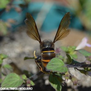 Vespula rufa