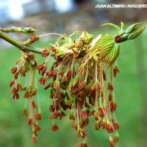 Acer negundo. (Nat)