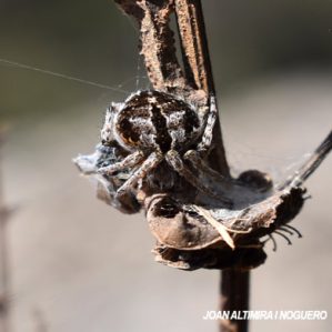 Agalenatea redii