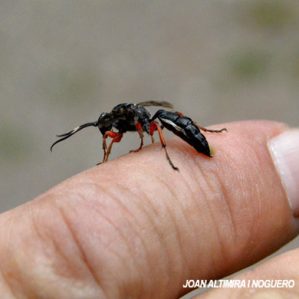 Agenioideus cinctellus