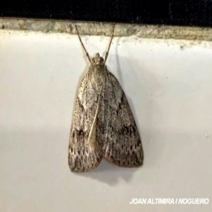 Pachycnemia hippocastanaria