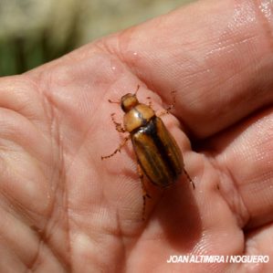 Amphimallon majale