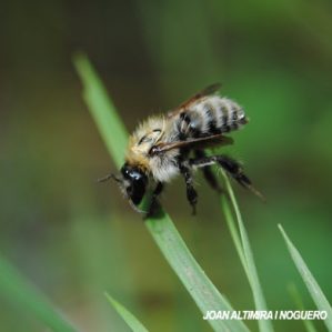 Andrena viridescens