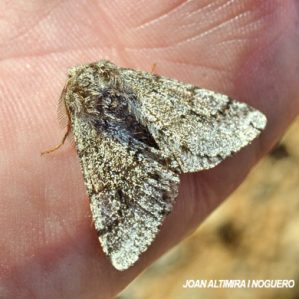 Phigalia pilosaria