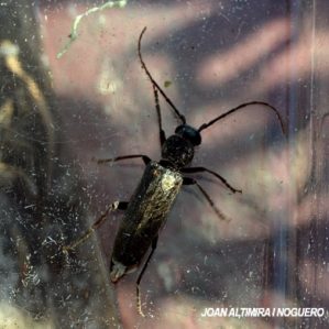 Arhopalus ferus