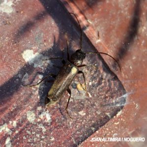 Arhopalus rusticus