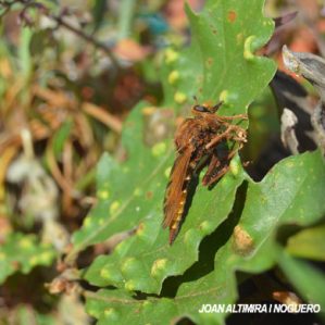 Asilus crabroniformis