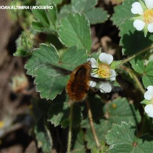 Bombylius major