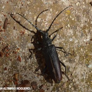 Cerambyx cerdo