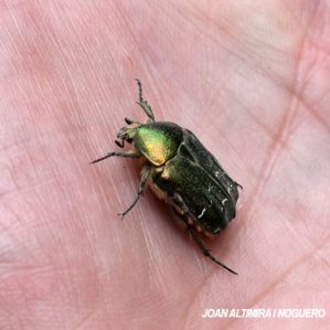 Cetonia aurata