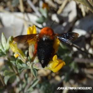Megachile (Chalicodoma) sicula