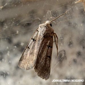 Chersotis margaritacea