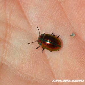 Chrysolina fastuosa