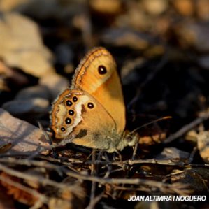 Coenonympha dorus