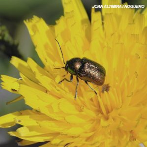Cryptocephalus sericeus