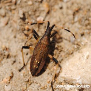 Dicranocephalus agilis
