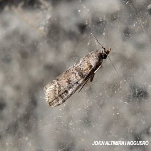 Dioryctria mendacella
