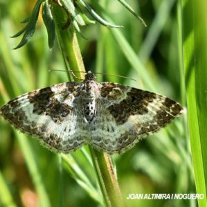Epirrhoe alternata