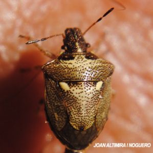 Eysarcoris aeneus