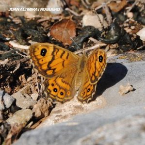 Lasiommata maera