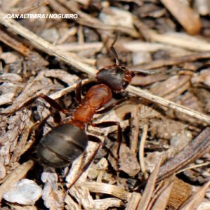 Formica lugubris