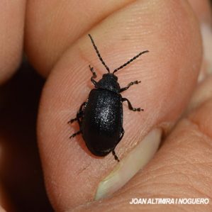 Galeruca tanaceti