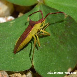 Gonocerus insidiator