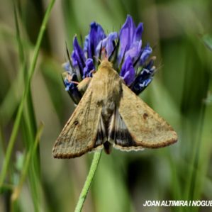 Heliothis armigera
