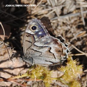 Hipparchia fidia